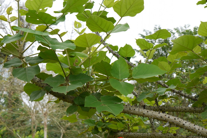 劲直刺桐Erythrina stricta