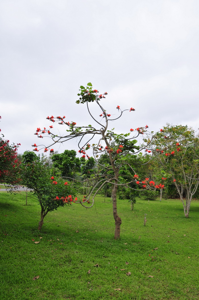 劲直刺桐Erythrina stricta