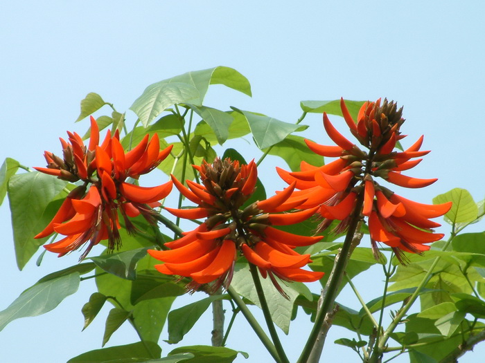 刺桐Erythrina variegata 刺桐Erythrina variegata