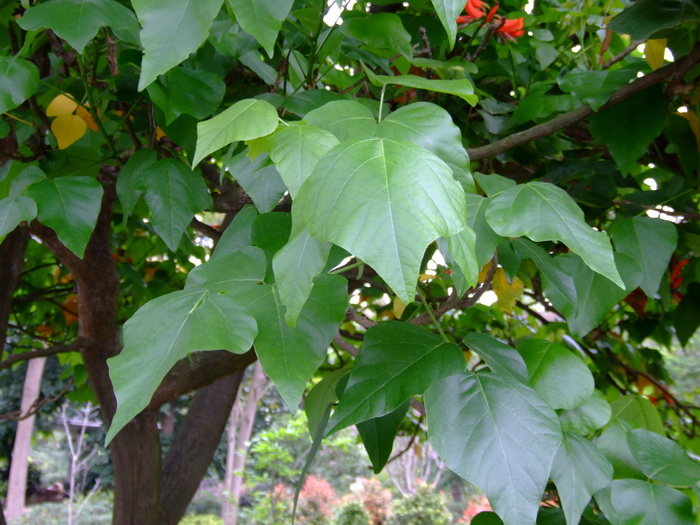 刺桐Erythrina variegata 刺桐Erythrina variegata