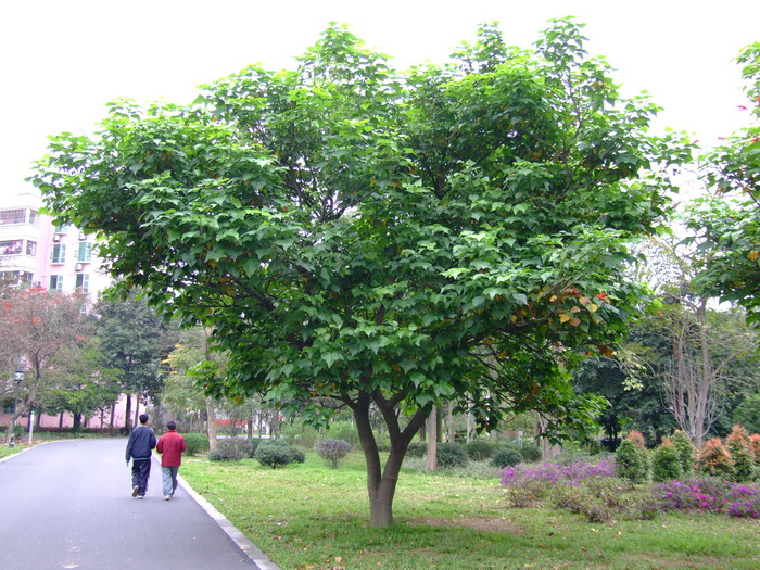 刺桐Erythrina variegata