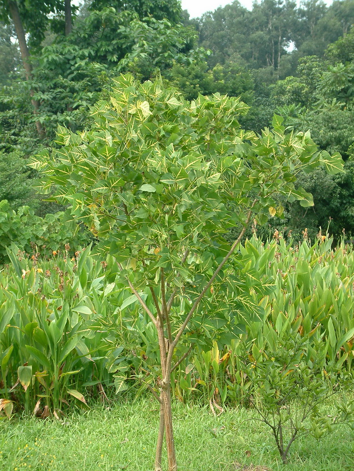 金脉刺桐Erythrina variegata var. picta