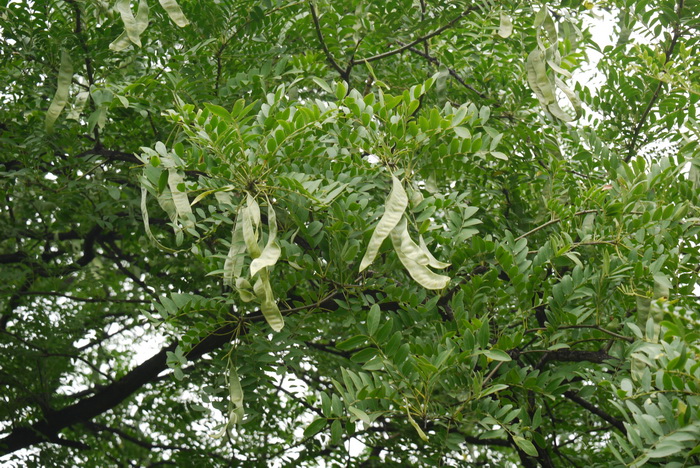 绒毛皂荚Gleditsia japonica var. velutina 绒毛皂荚Gleditsia japonica var. velutina