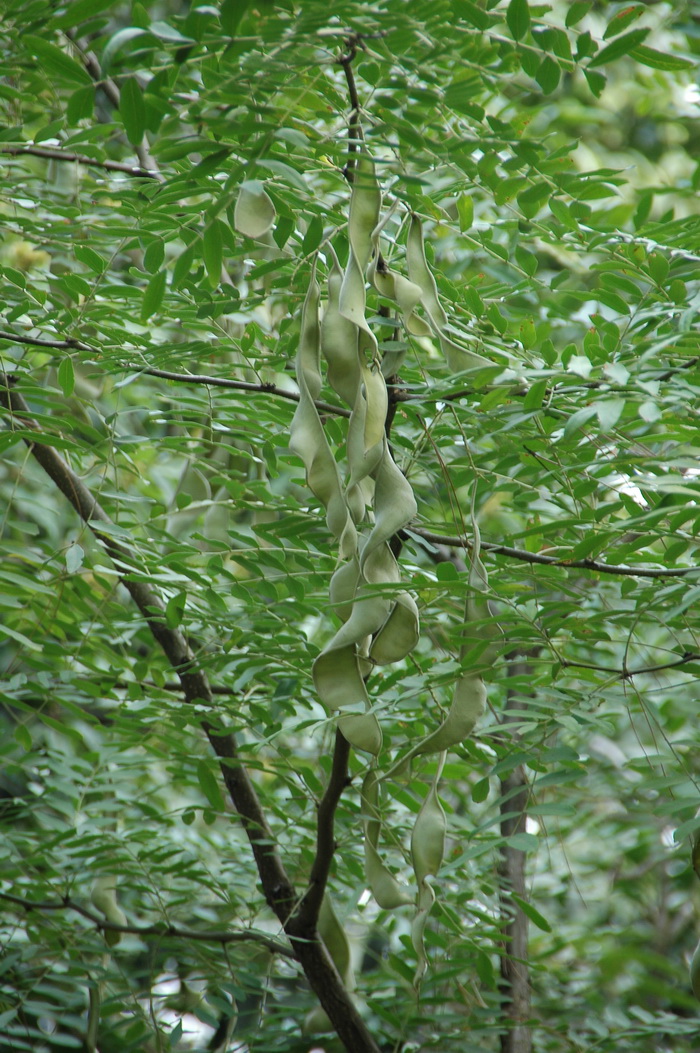 绒毛皂荚Gleditsia japonica var. velutina