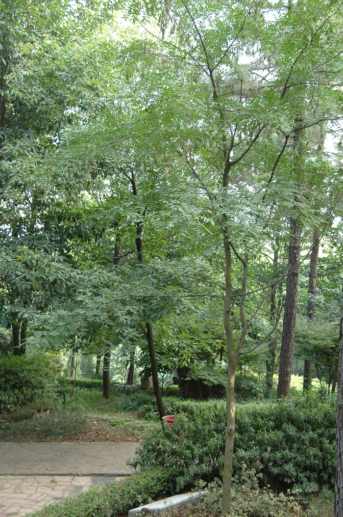 绒毛皂荚Gleditsia japonica var. velutina