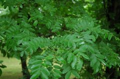 山皂荚Gleditsia japonica