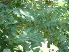 紫皂荚Gleditsia melanacantha