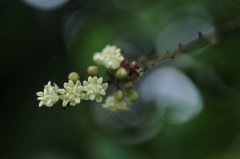 皂荚Gleditsia sinensis