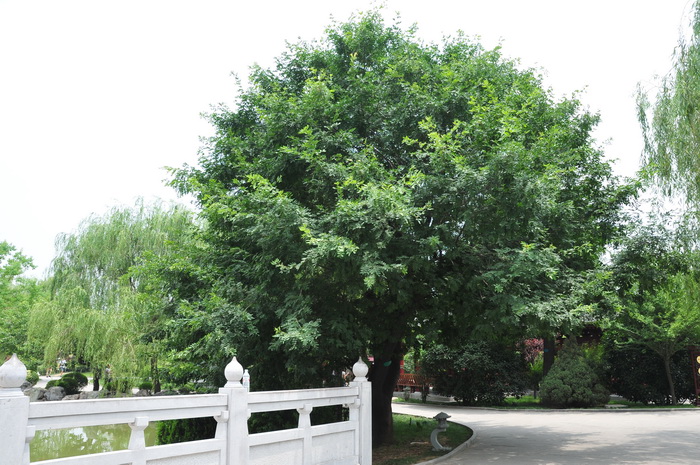 皂荚Gleditsia sinensis