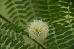 银合欢Leucaena leucocephala