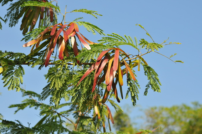 银合欢Leucaena leucocephala 银合欢Leucaena leucocephala