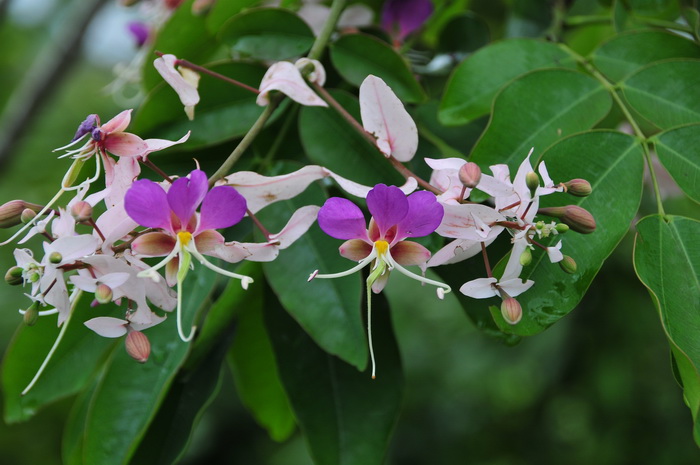 仪花Lysidice rhodostegia