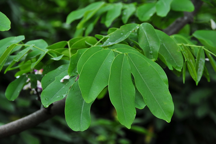 仪花Lysidice rhodostegia