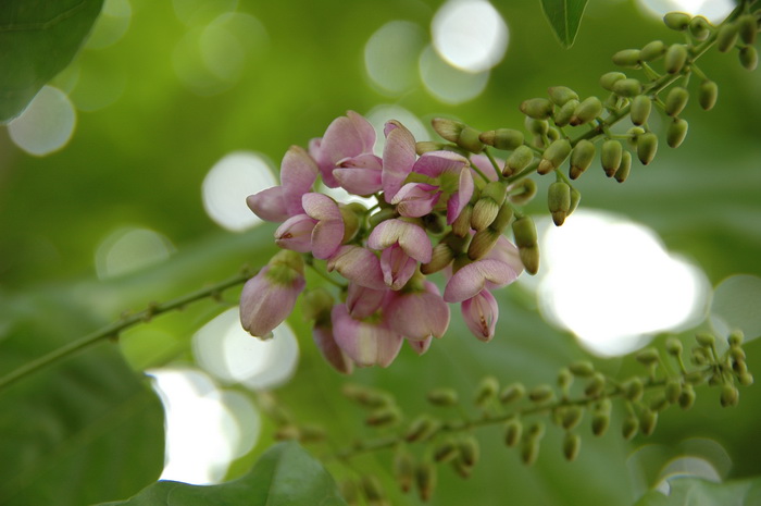 水黄皮Millettia pinnata