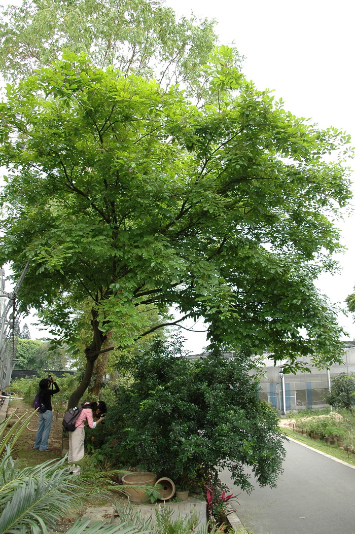 水黄皮Millettia pinnata