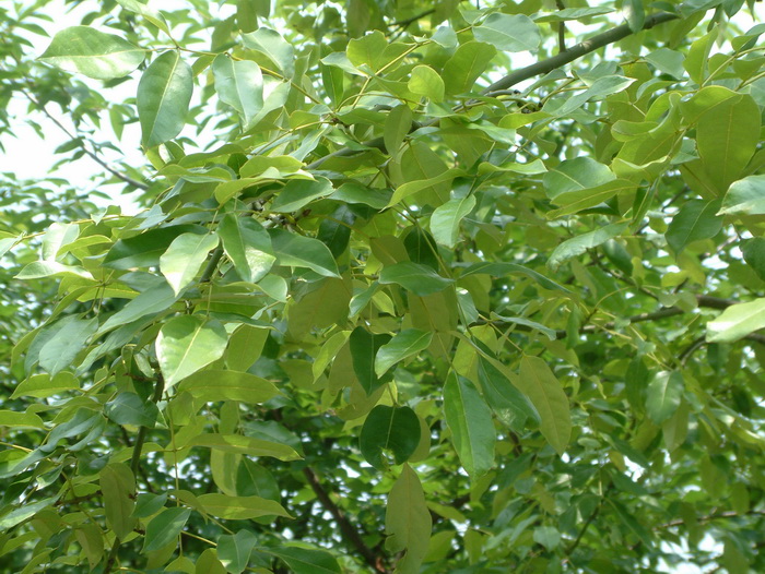 红豆树Ormosia hosiei 红豆树Ormosia hosiei