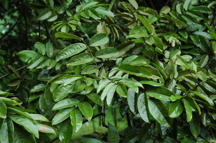 花榈木Ormosia henryi 花榈木Ormosia henryi