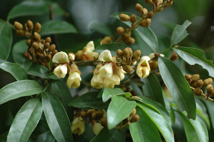 海南红豆Ormosia pinnata 海南红豆Ormosia pinnata