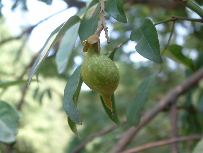 海南红豆Ormosia pinnata