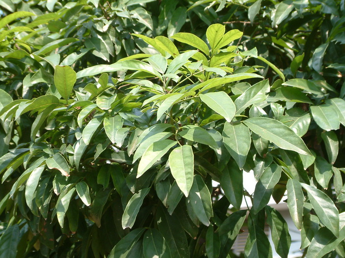 海南红豆Ormosia pinnata