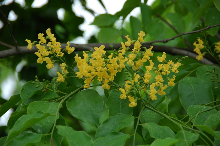 印度紫檀Pterocarpus indicus