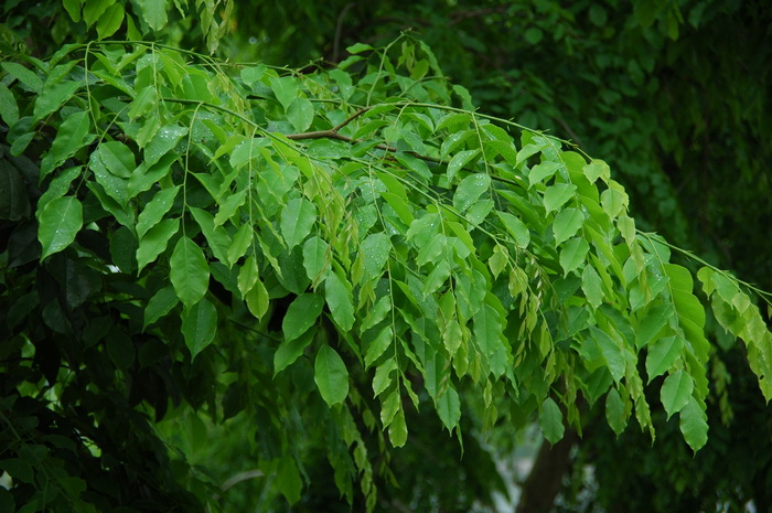 印度紫檀Pterocarpus indicus