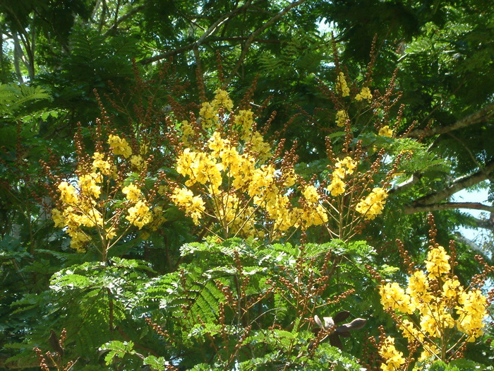 盾柱木Peltophorum pterocarpum 盾柱木Peltophorum pterocarpum