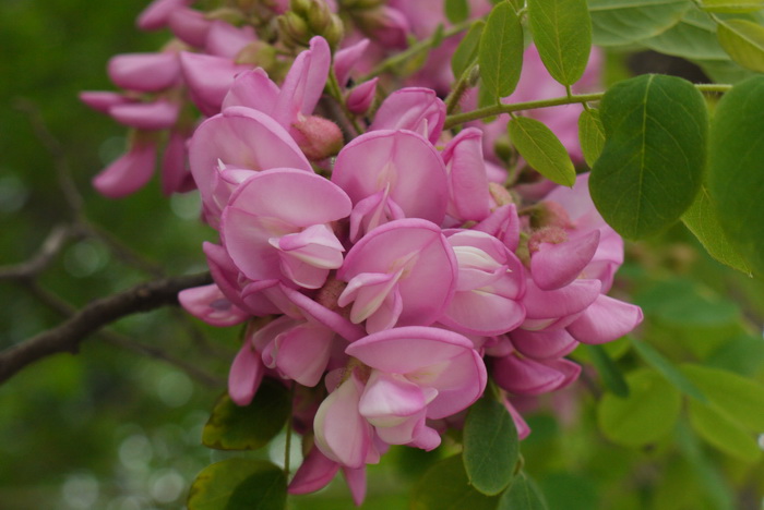 毛刺槐Robinia hispida 毛刺槐Robinia hispida