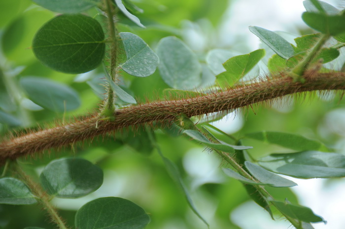 毛刺槐Robinia hispida