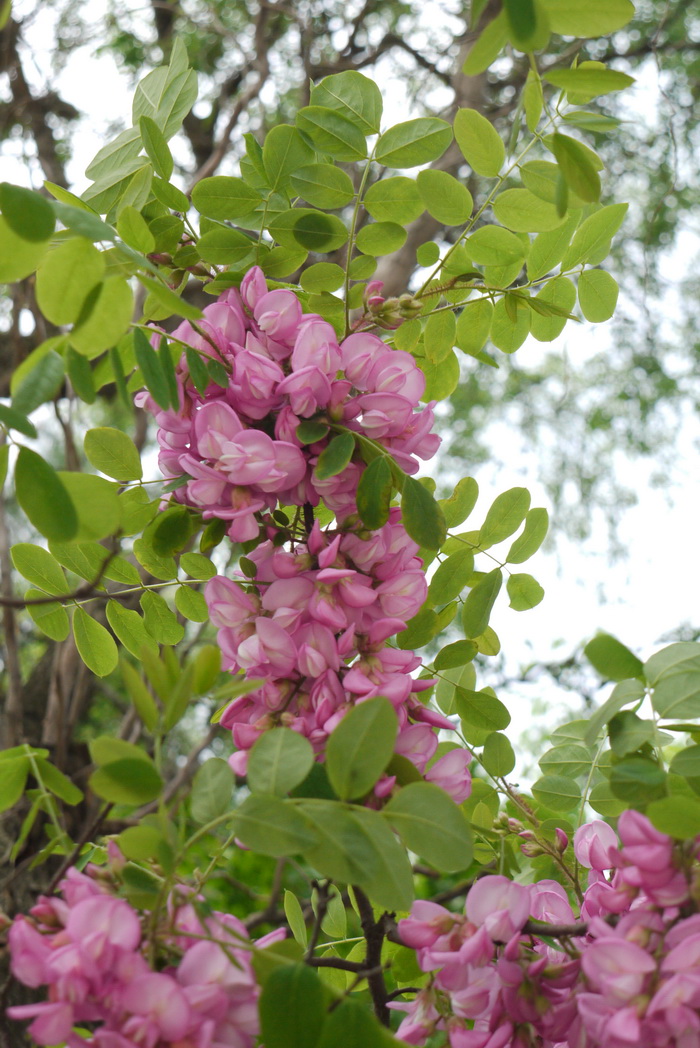 毛刺槐Robinia hispida