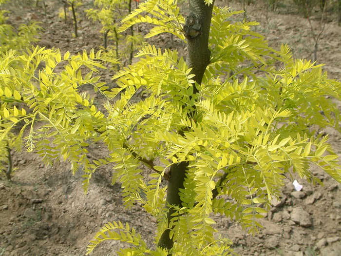 金叶刺槐Robinia pseudoacacia ‘Frisia’