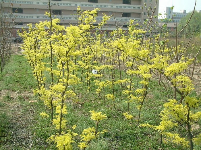 金叶刺槐Robinia pseudoacacia ‘Frisia’