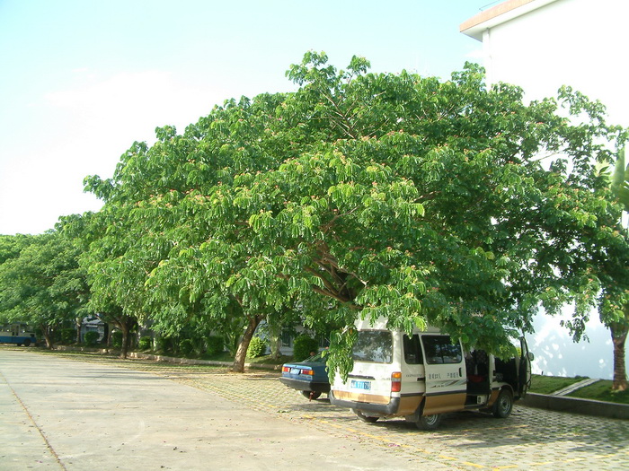 雨树Samanea saman
