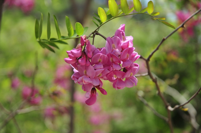 紫花刺槐Robinia pseudoacacia var. decaisneana 紫花刺槐Robinia pseudoacacia var. decaisneana