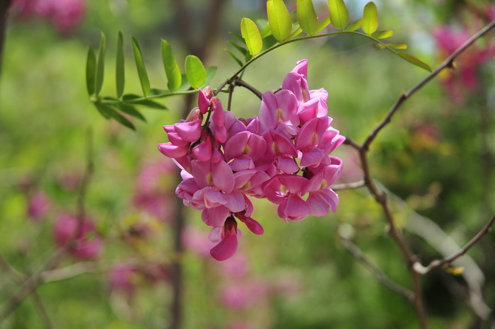 紫花刺槐Robinia pseudoacacia var. decaisneana