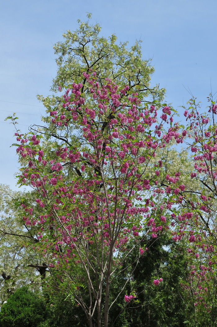 紫花刺槐Robinia pseudoacacia var. decaisneana