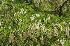 刺槐Robinia pseudoacacia