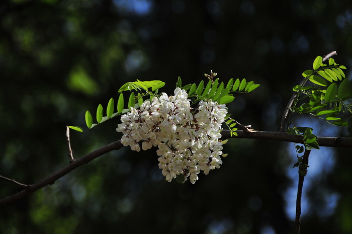 刺槐Robinia pseudoacacia 刺槐Robinia pseudoacacia