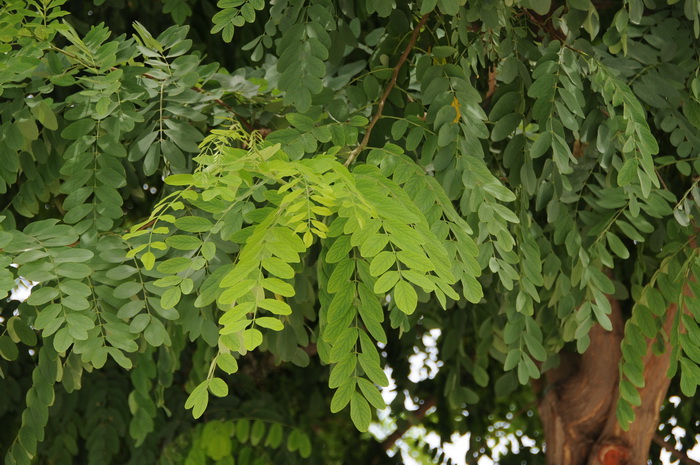 刺槐Robinia pseudoacacia