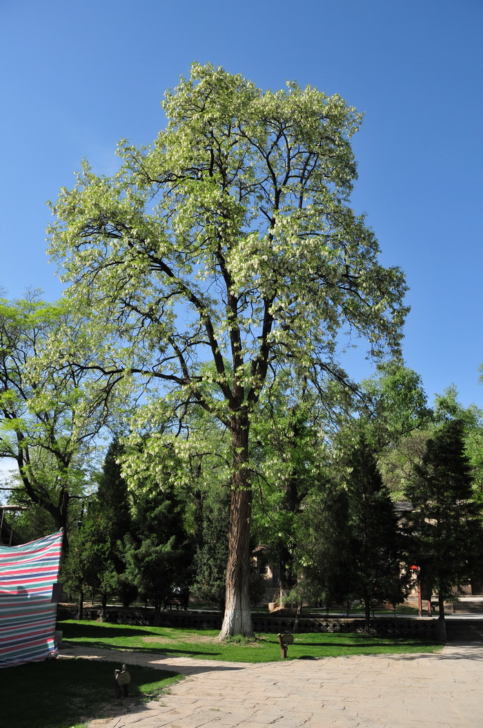 刺槐Robinia pseudoacacia 刺槐Robinia pseudoacacia