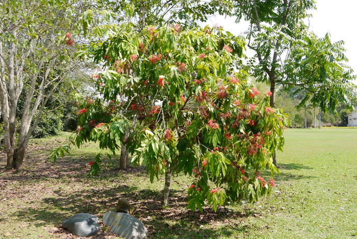 印度无忧花Saraca indica 印度无忧花Saraca indica