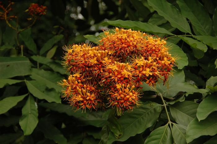 垂枝无忧花Saraca declinata 垂枝无忧花Saraca declinata