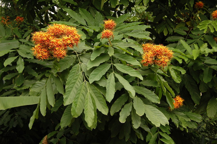 垂枝无忧花Saraca declinata 垂枝无忧花Saraca declinata