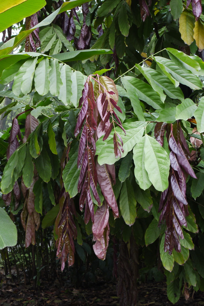 垂枝无忧花Saraca declinata 垂枝无忧花Saraca declinata