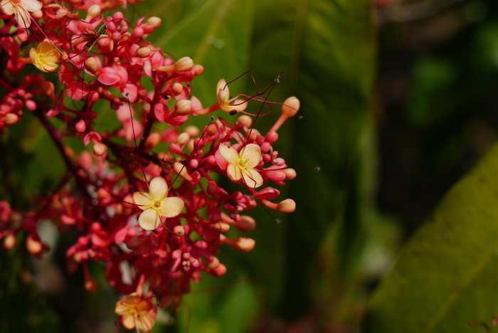 印度无忧花Saraca indica 印度无忧花Saraca indica