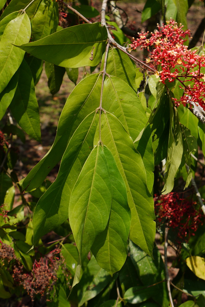 印度无忧花Saraca indica 印度无忧花Saraca indica