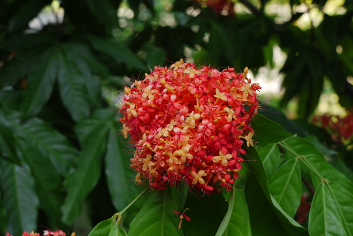 印度无忧花Saraca indica 印度无忧花Saraca indica