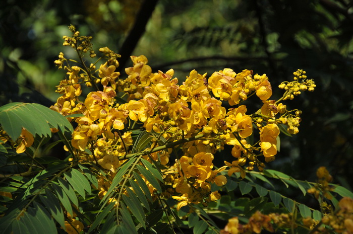 美丽决明Senna spectabilis 美丽决明Senna spectabilis