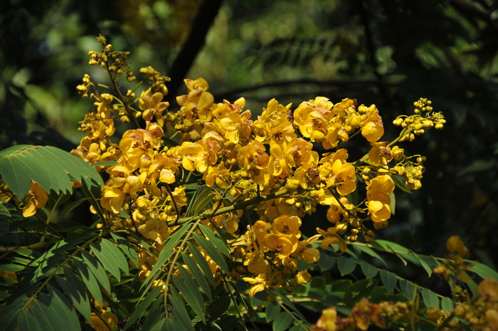 美丽决明Senna spectabilis