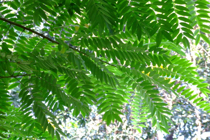 美丽决明Senna spectabilis 美丽决明Senna spectabilis